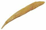 Large, Fossil Shark (Hybodus) Dorsal Spine - Morocco #353150-1